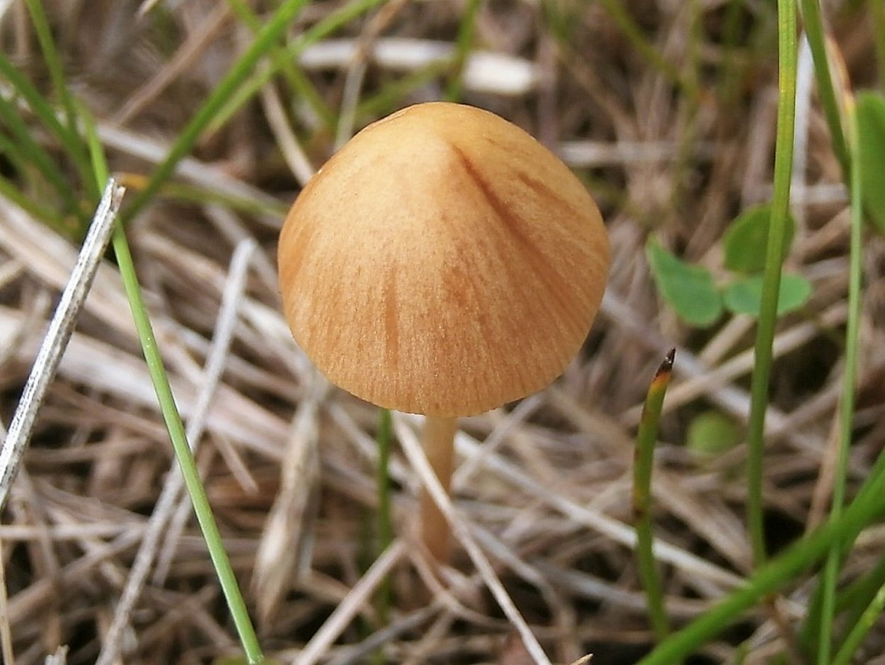 Коноцибе синеющая