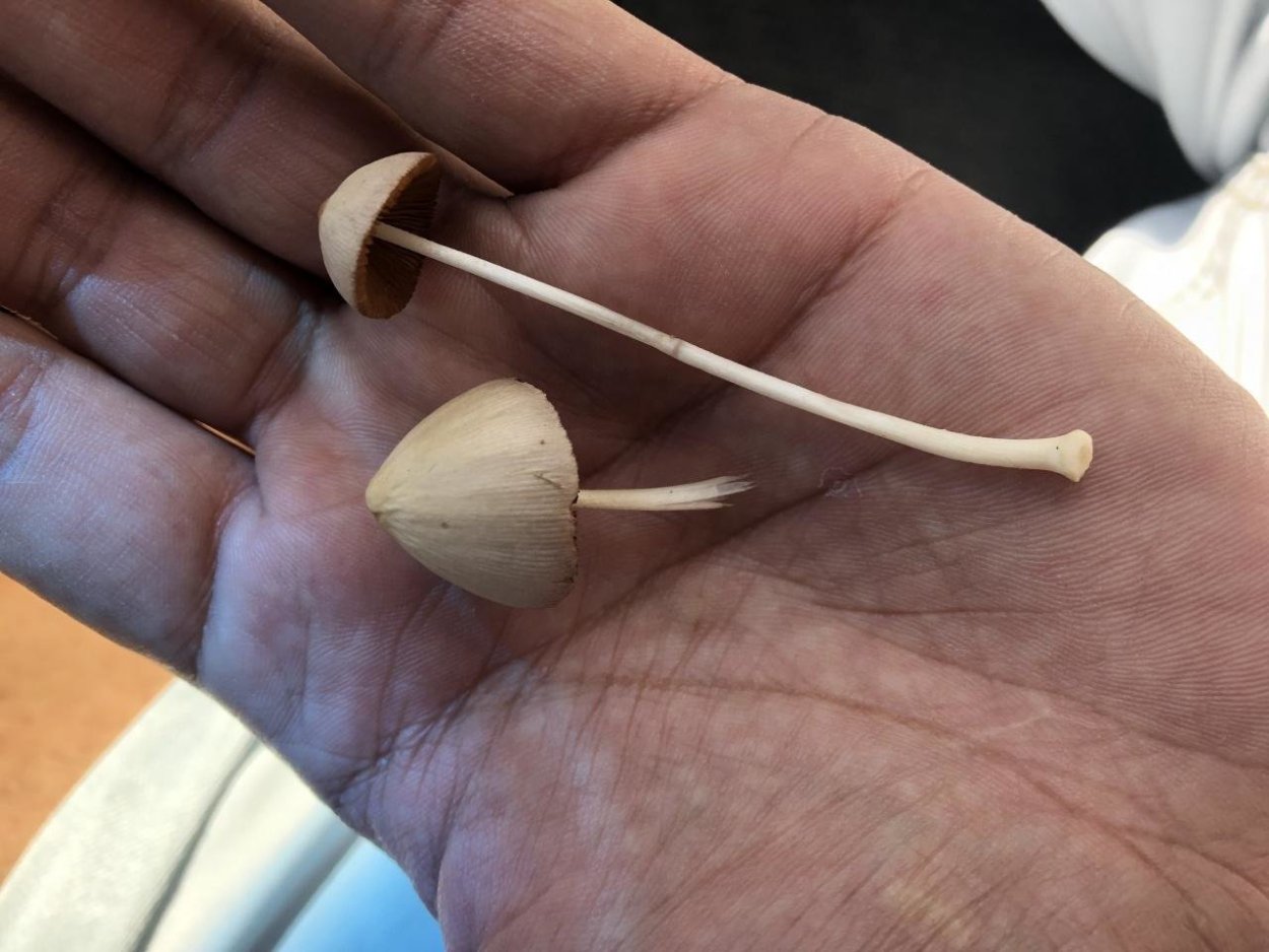 Коноцибе гриб