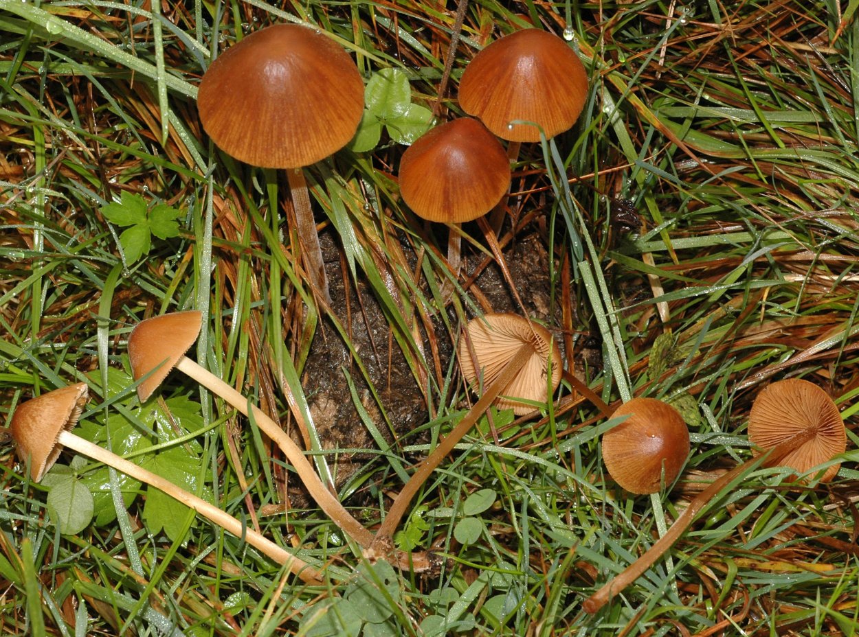 Мицена молочная