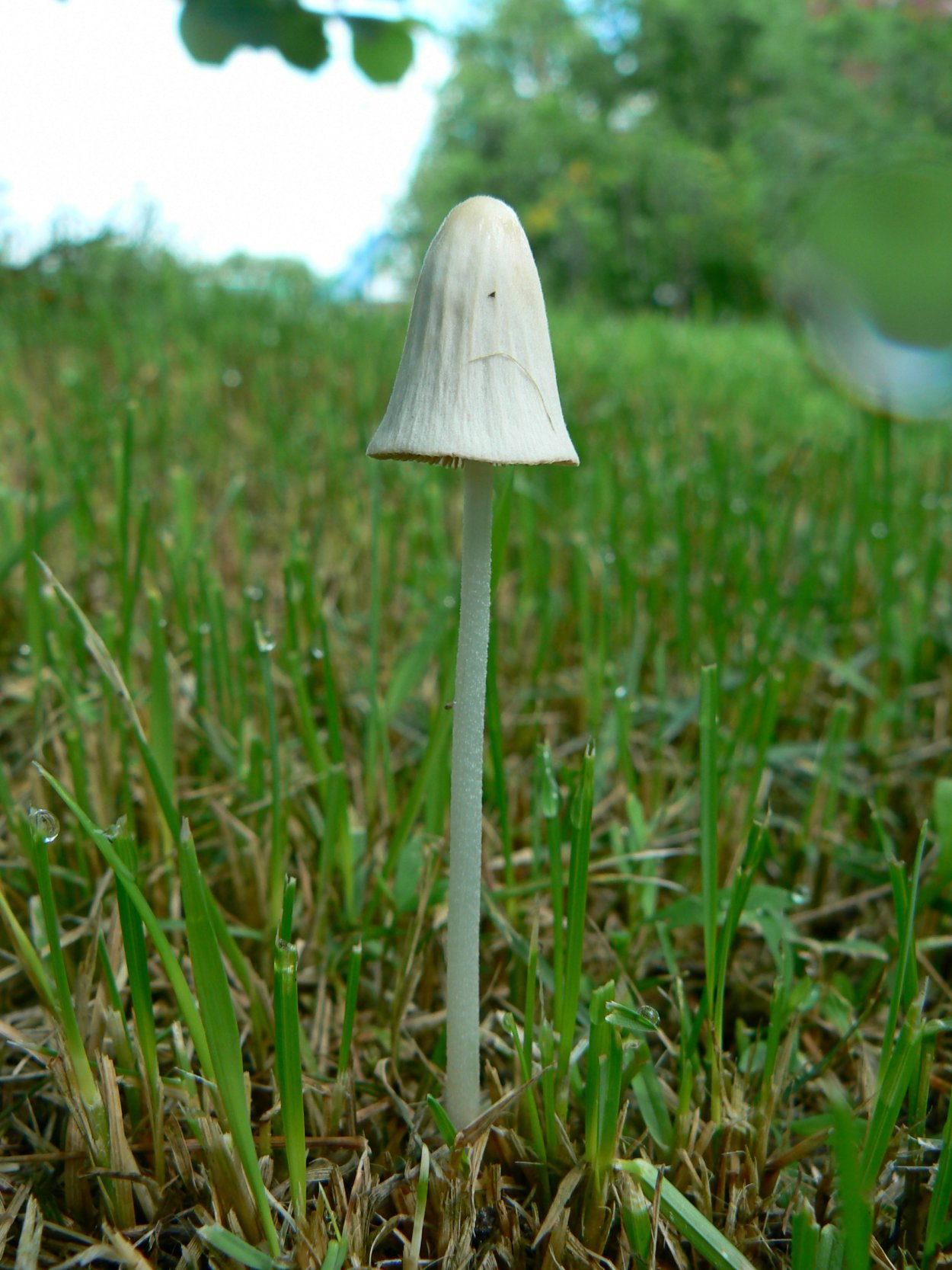 Коноцибе апала