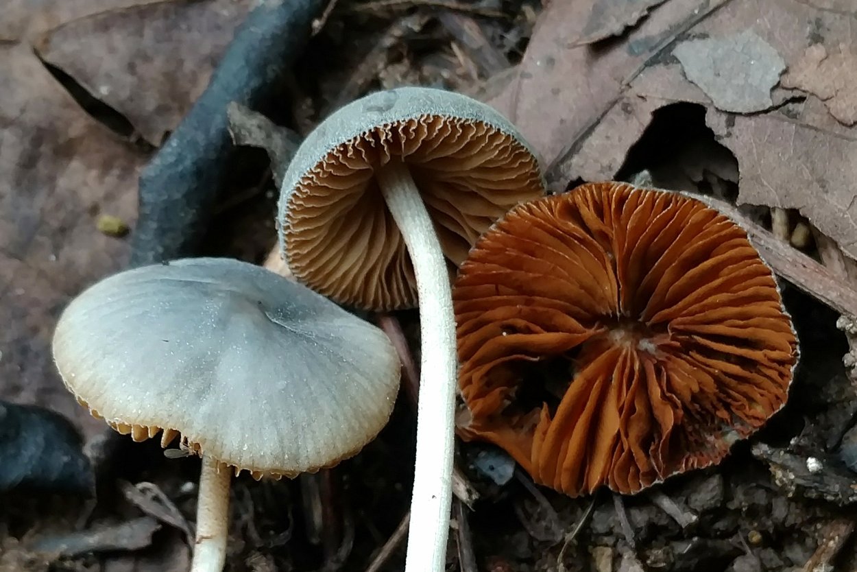 Conocybe Juniana