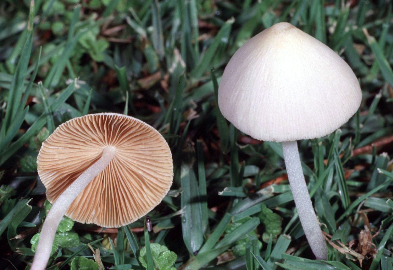 Коноцибе бархатистоножковая (Кюнера)