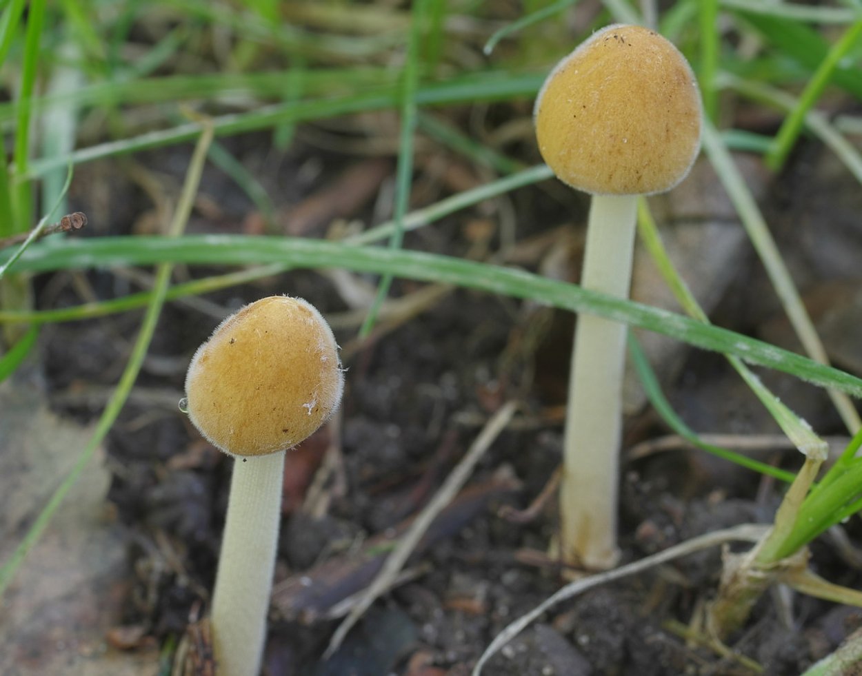 Коноцибе апала