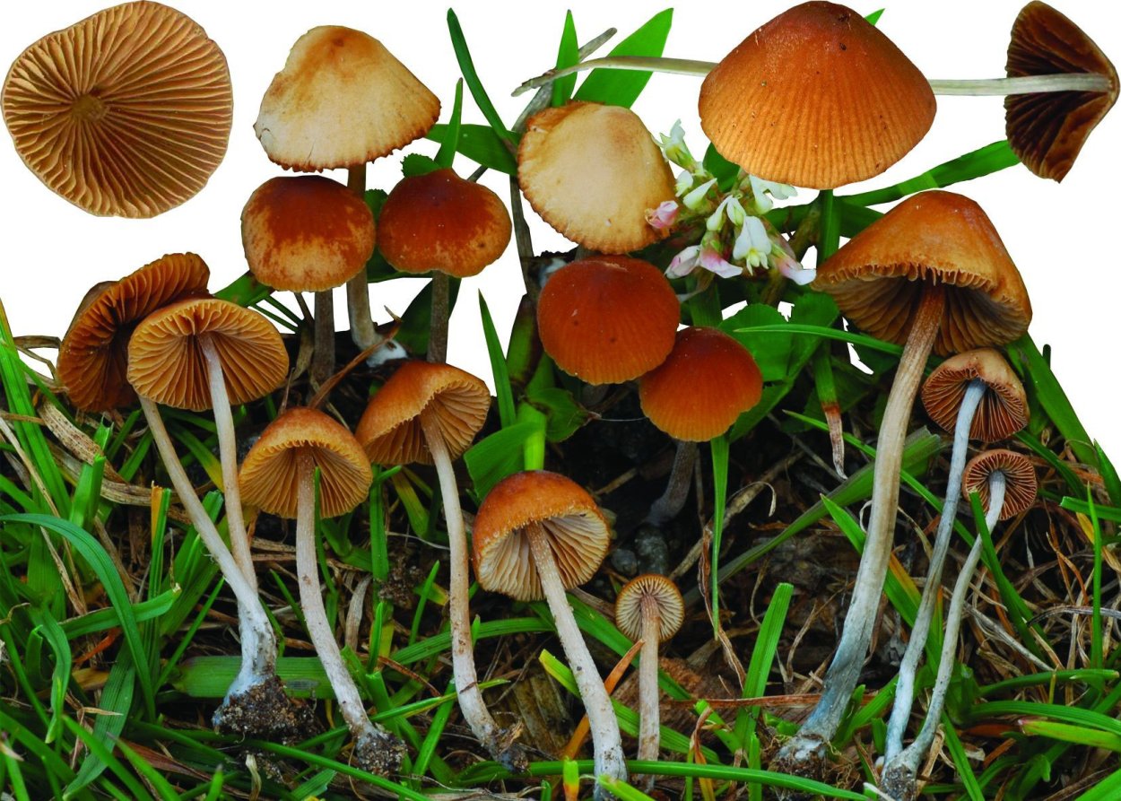 Коноцибе бархатистоножковая (Кюнера)