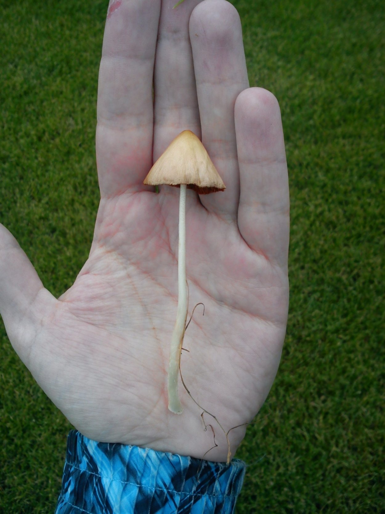 Conocybe tenera коноцибе нежная