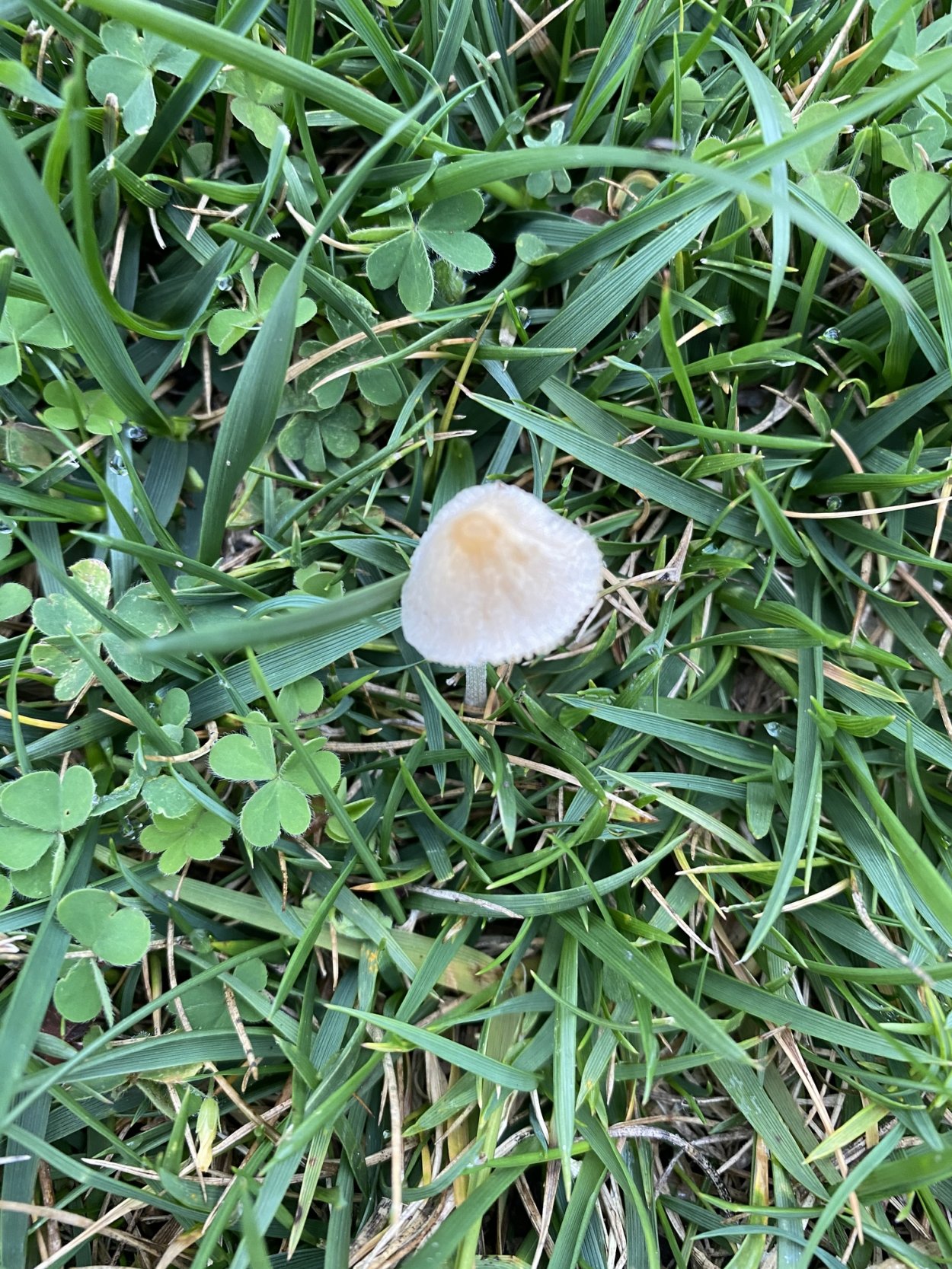 Колпачок белый (Conocybe albipes)