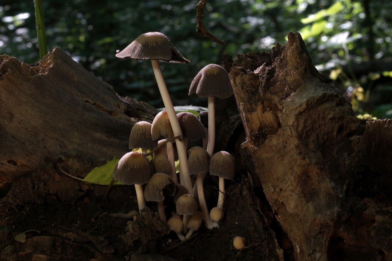 Коноцибе Смита