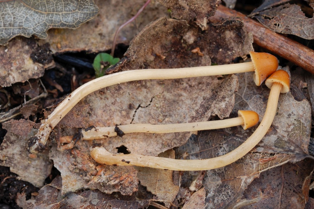 Коноцибе бархатистоножковая