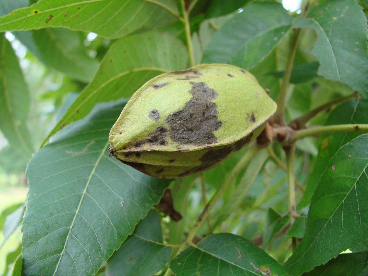 Орех маньчжурский пекан. Кария пекан Carya ILLINOINENSIS. Орех пекан (Carya ILLINOINENSIS) - плантация. Пекан обыкновенный дерево.