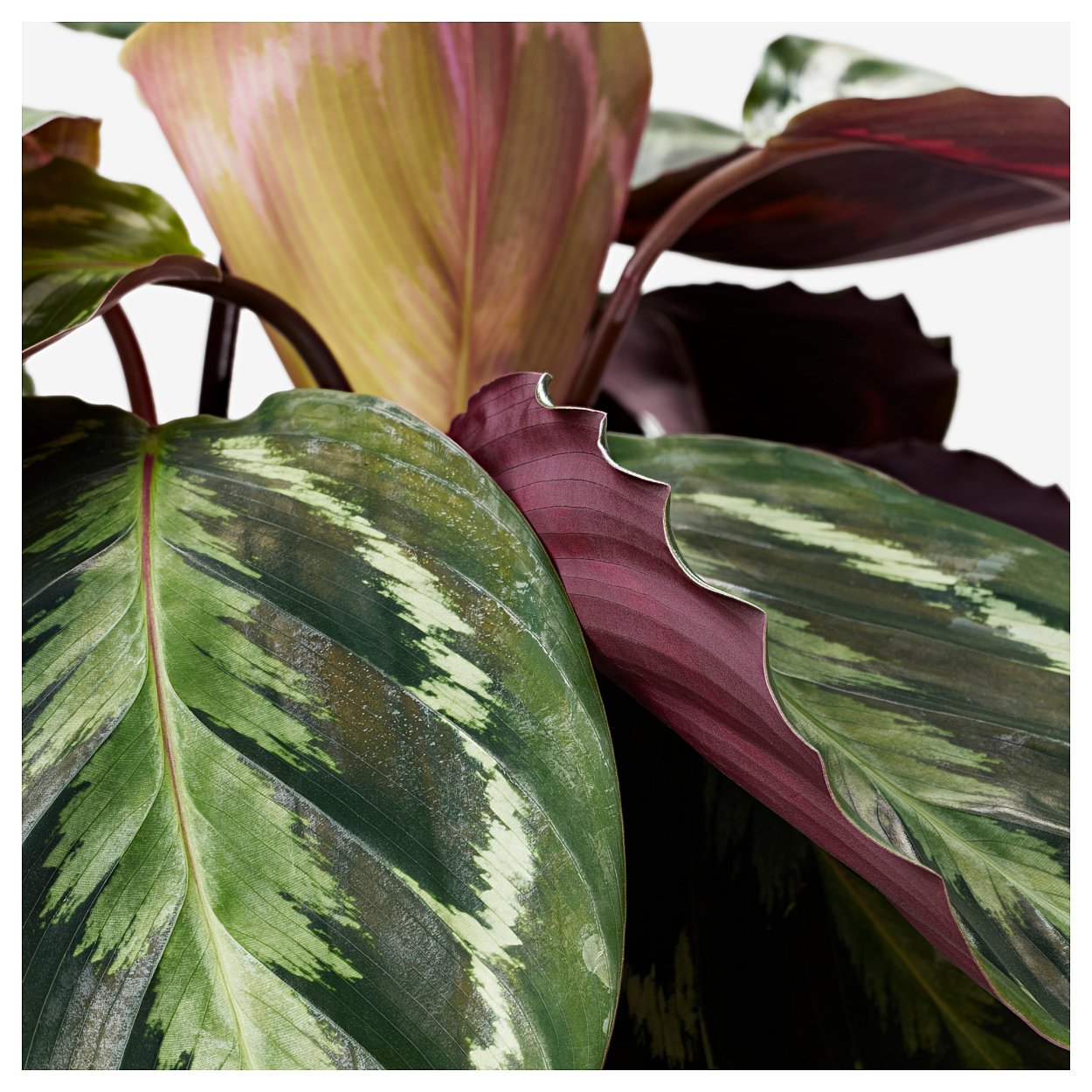 Калатея леопардовая