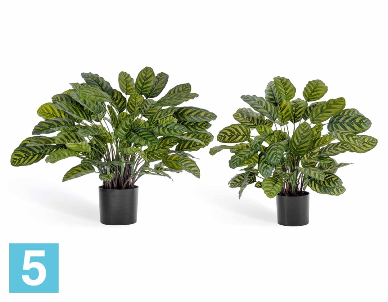 Калатея Джулия