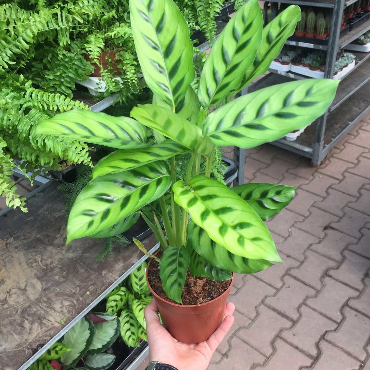 Ктенанта Леопардина