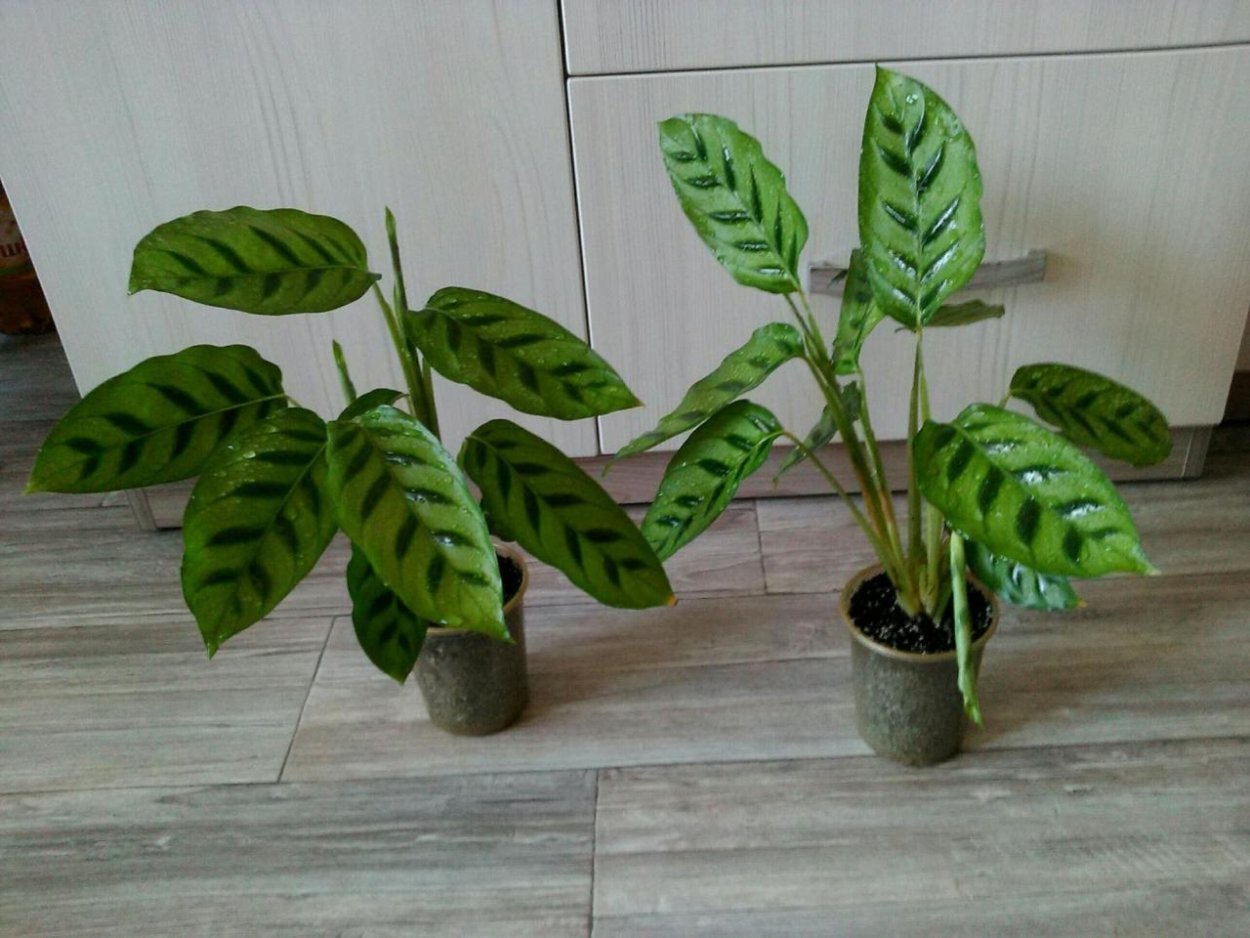 Calathea lancifolia Leaf