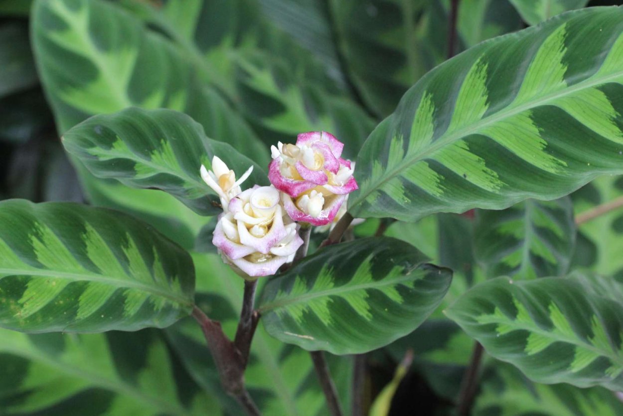 Калатея orbifolia