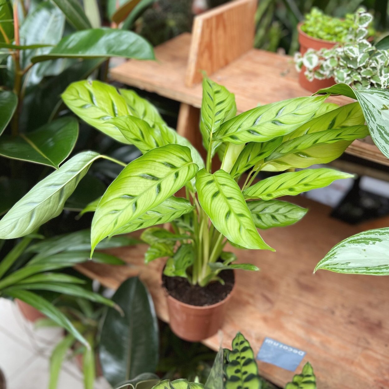 Калатея остролистная