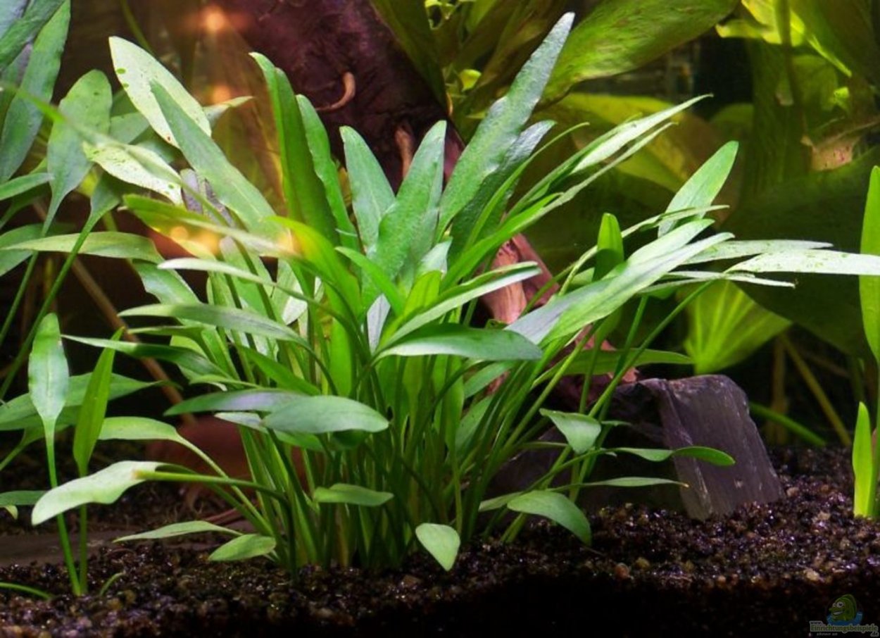 Cryptocoryne willisii