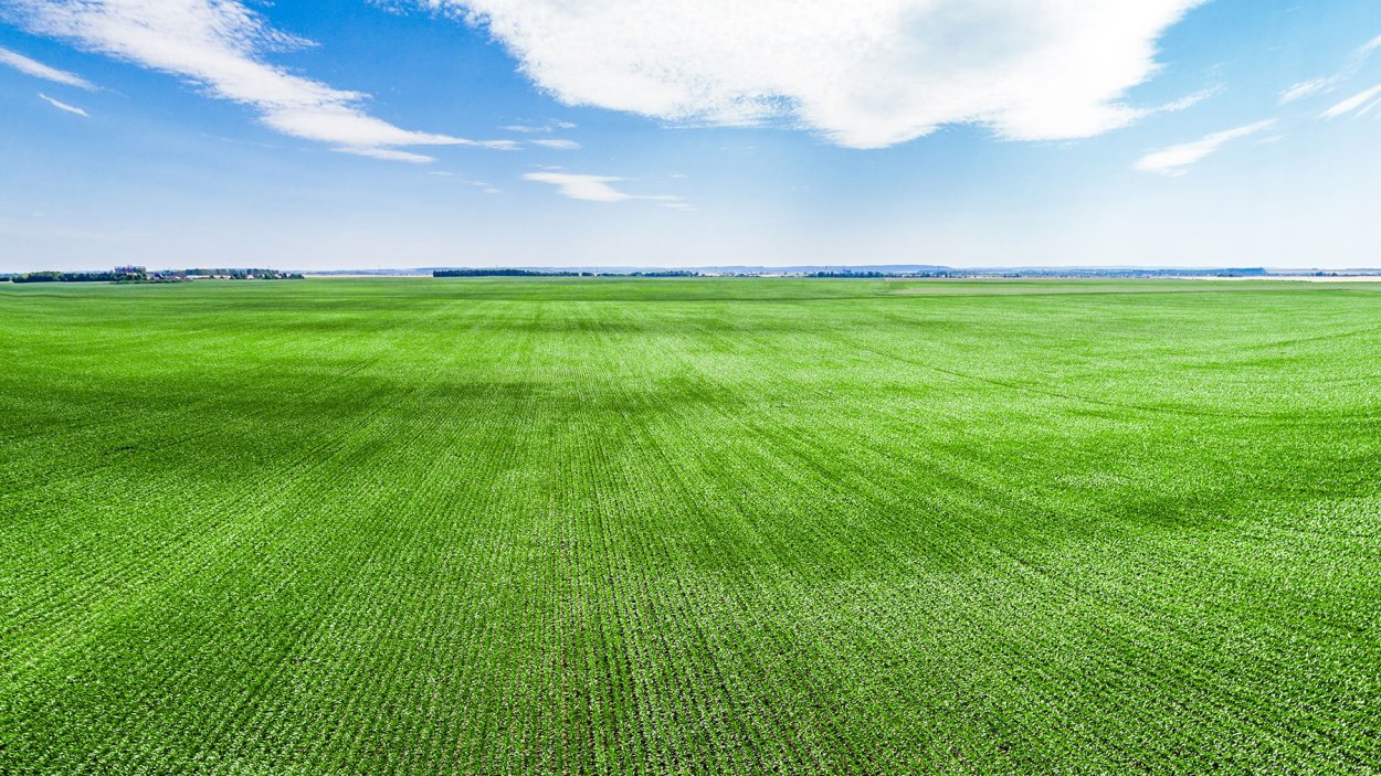 Поле вид сверху