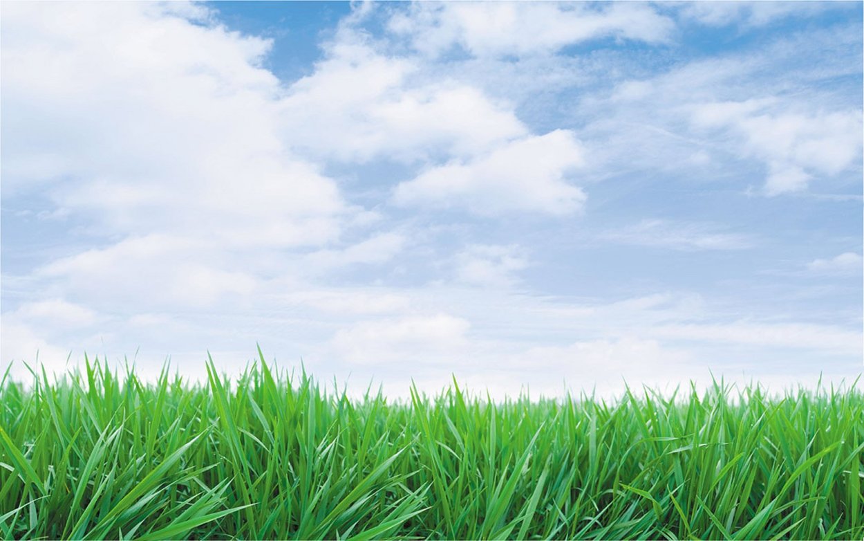 Трава и небо