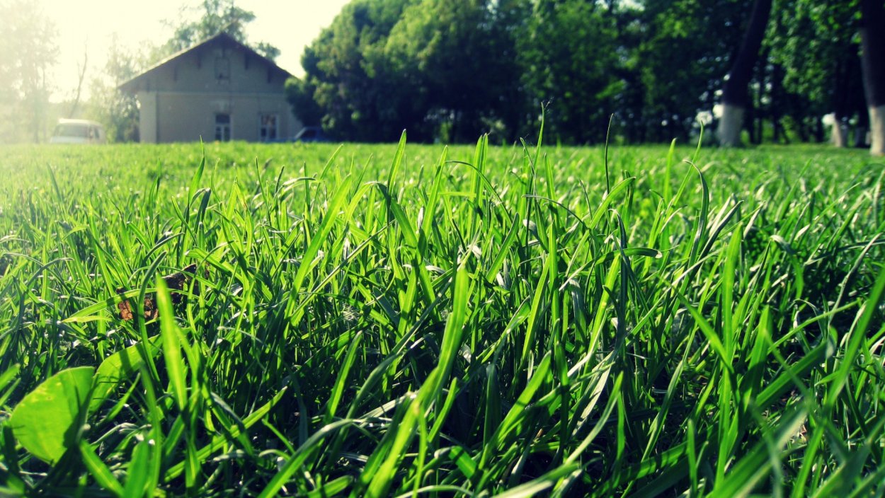 Зеленая трава