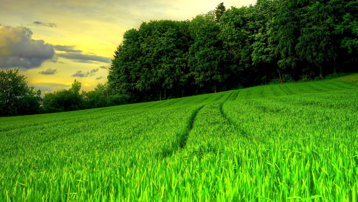 Зеленое поле