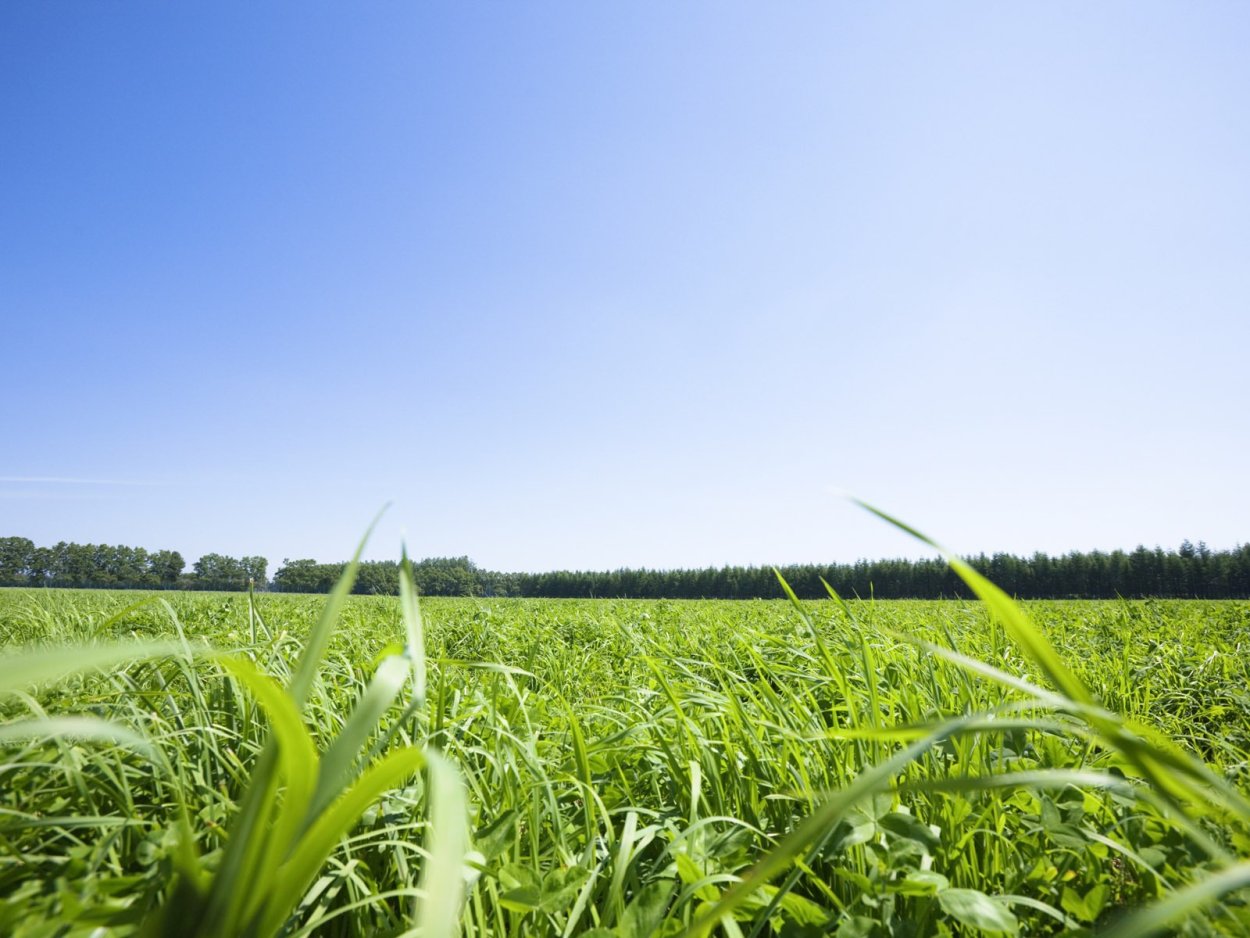 Поле с высокой травой