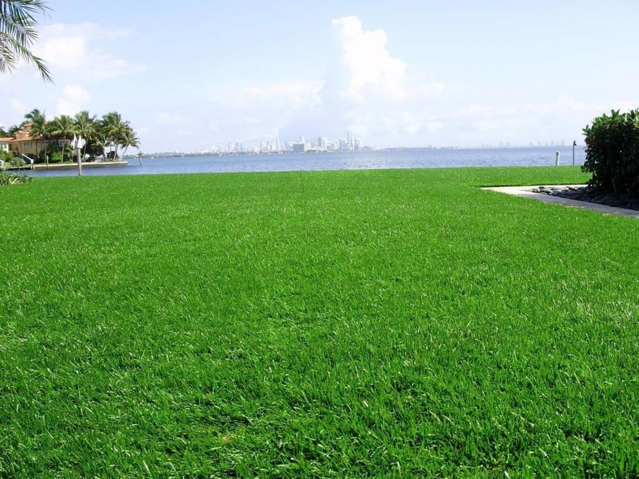 Газон у моря