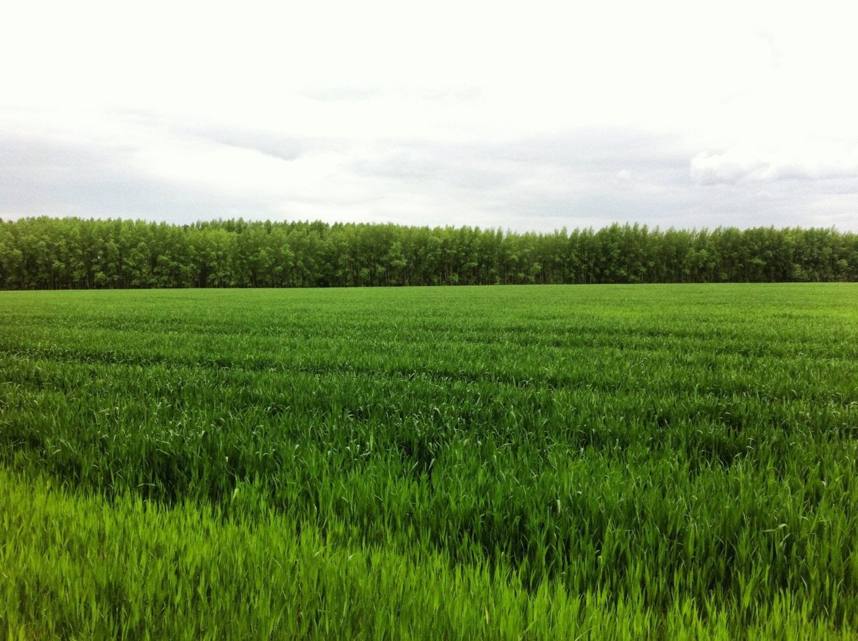 Саншайн травосмесь