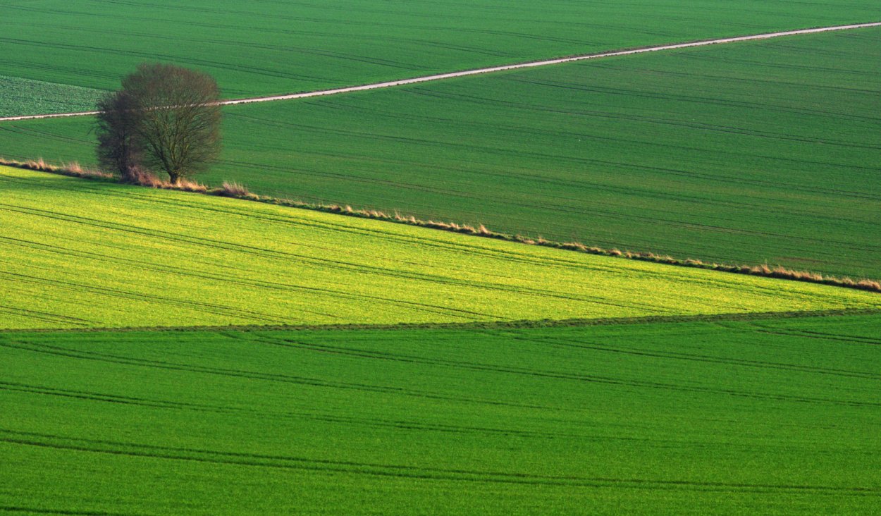 Зеленое поле сверху