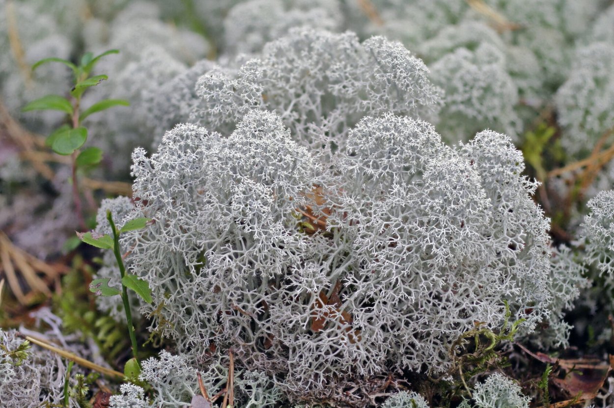 Сибирский мох ягель