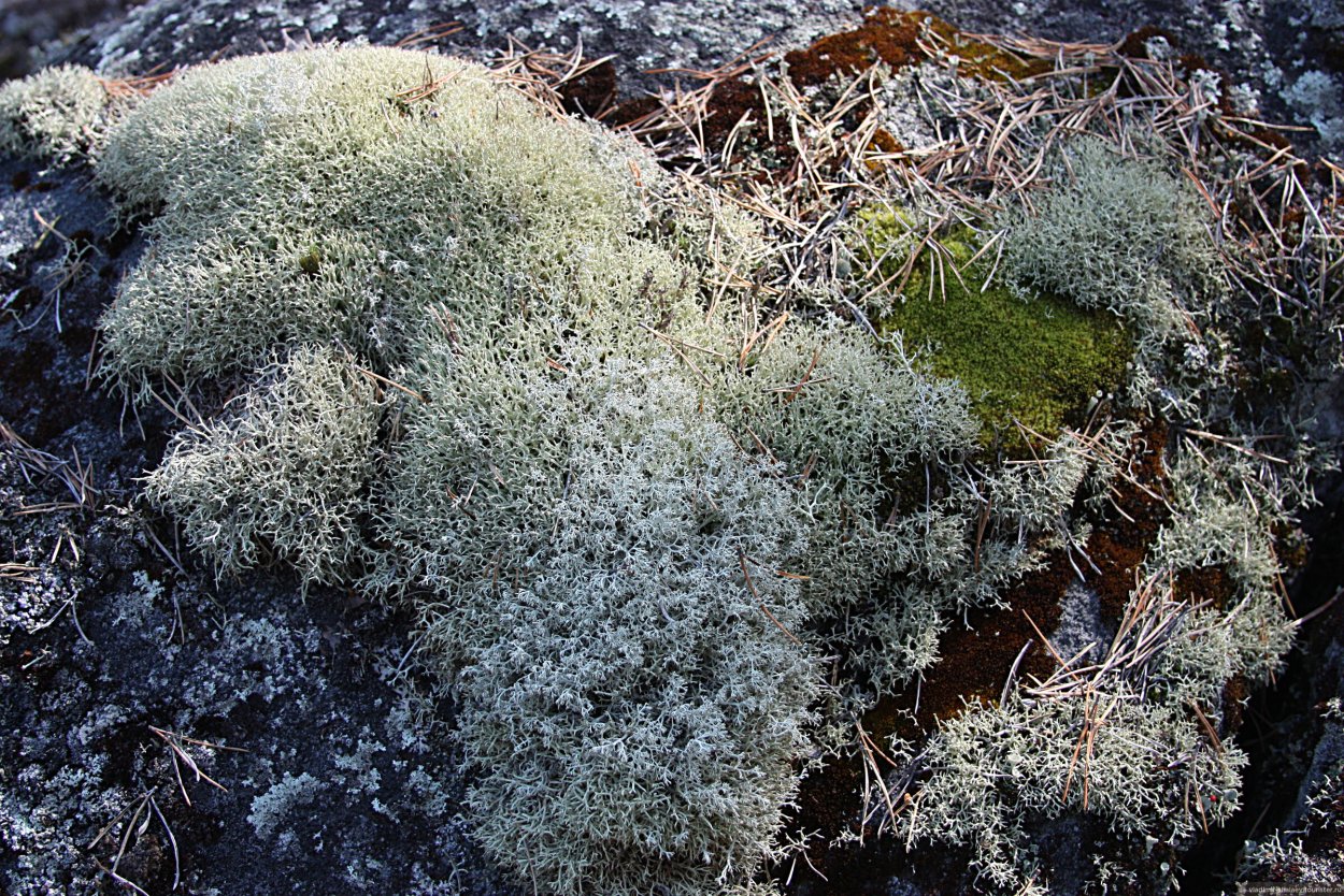 Лишайник сфагнум