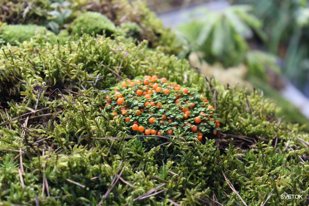 Мохово-лишайниковая тундра