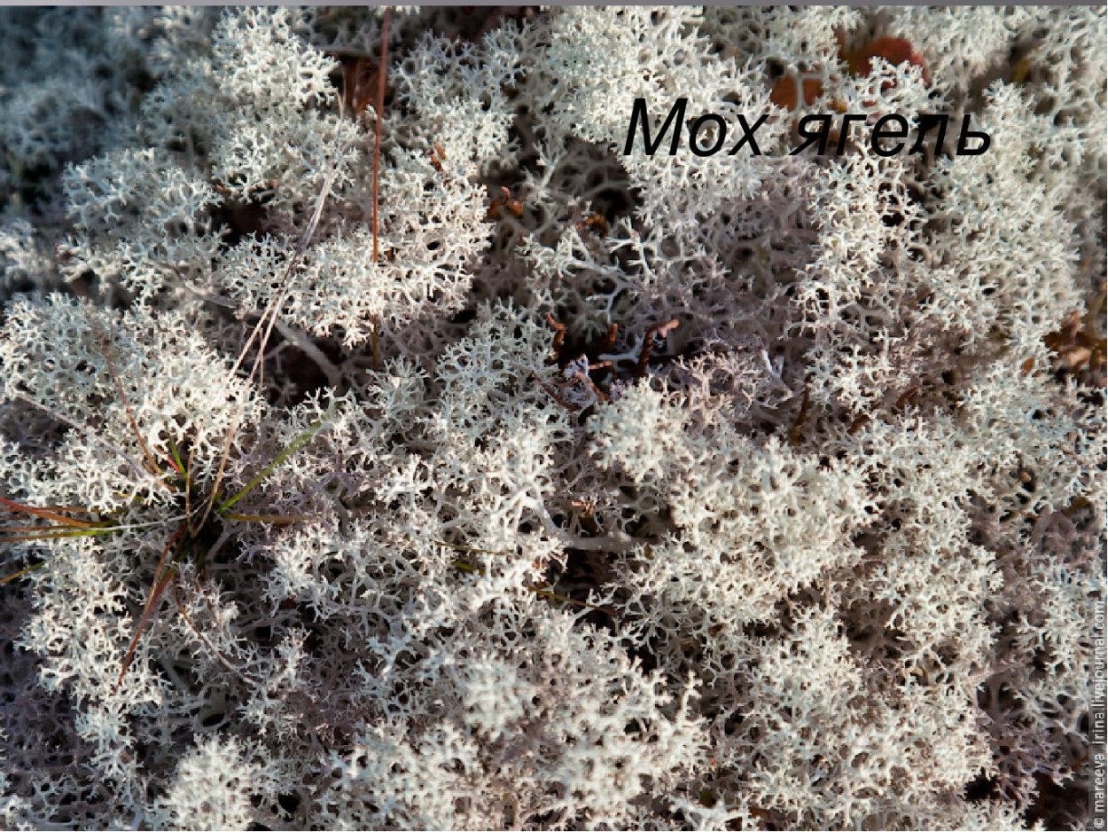 Мох ягель в тундре