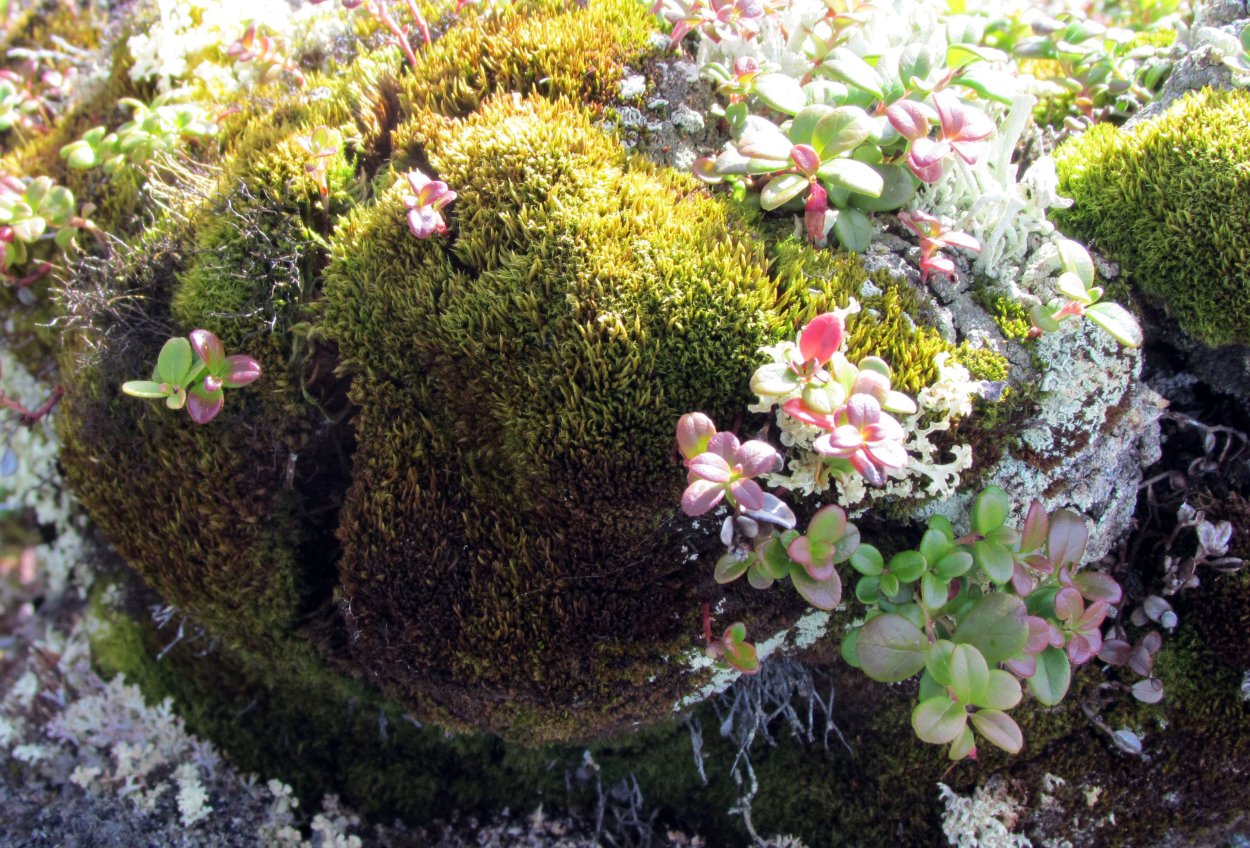 Лишайники Алтайского заповедника