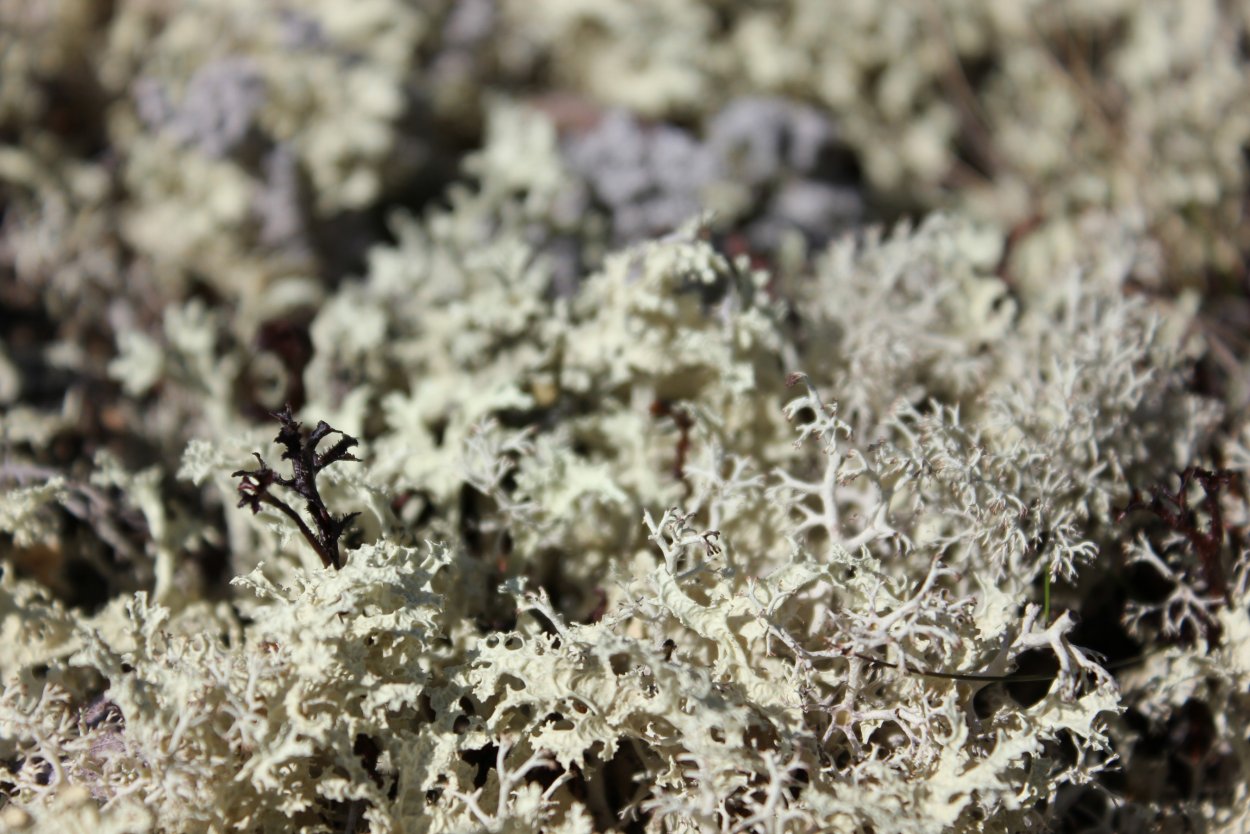 Лишайник цетрария в Арктике