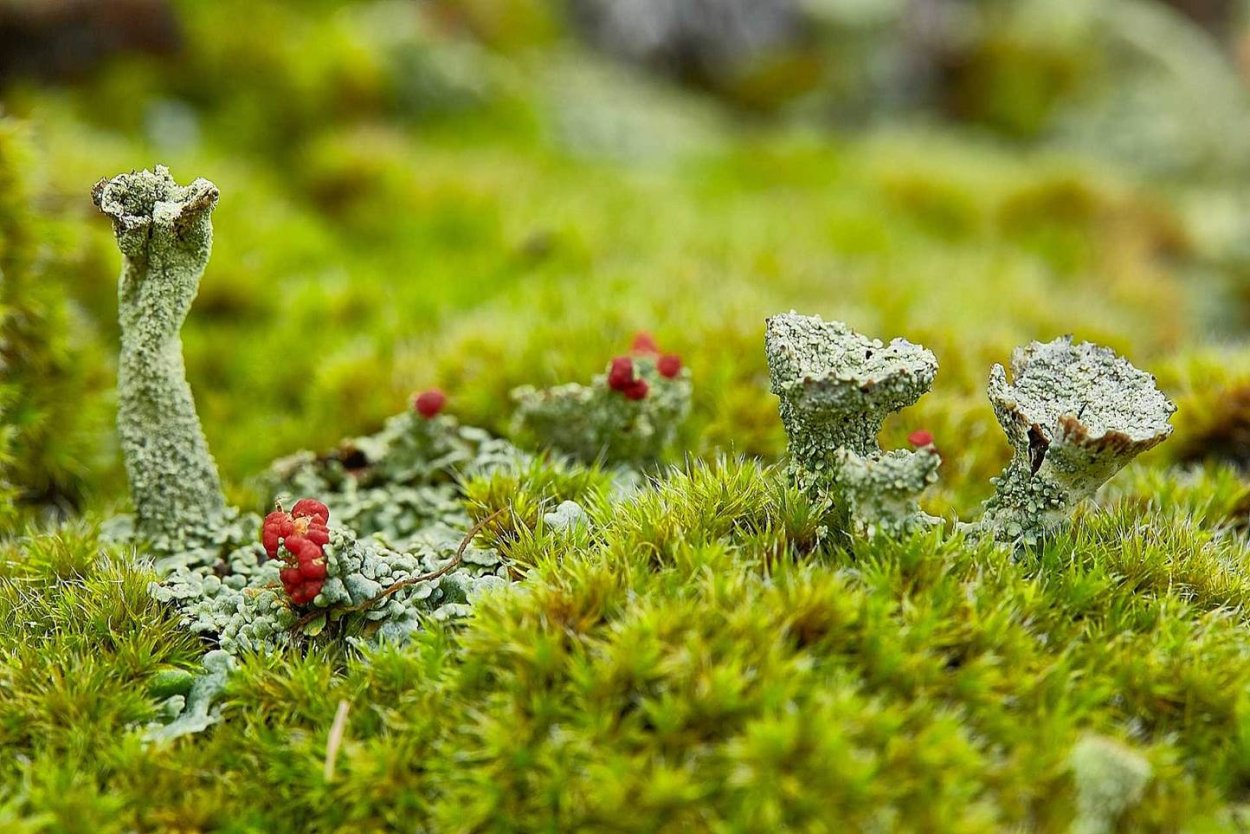 Гипновые мхи Арктика