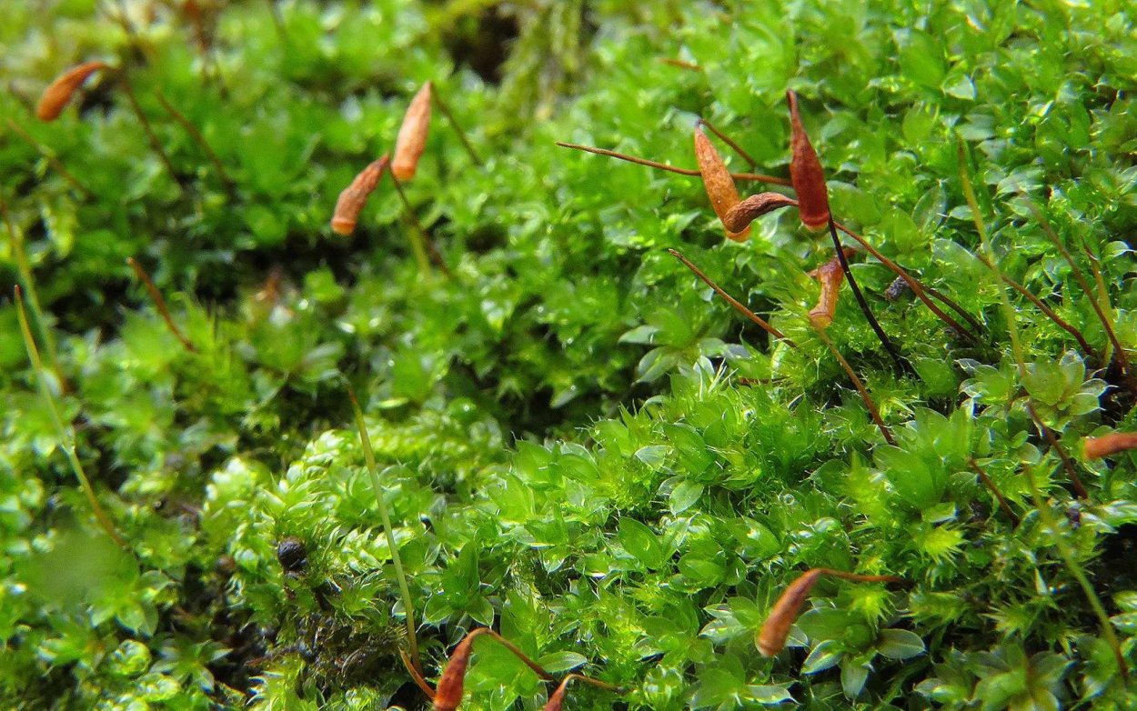 Олений мох кладония