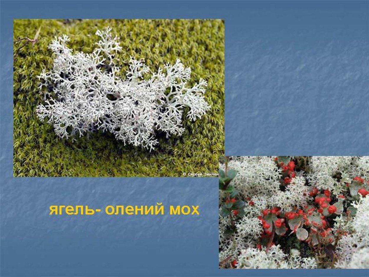 Мхи Кольского полуострова