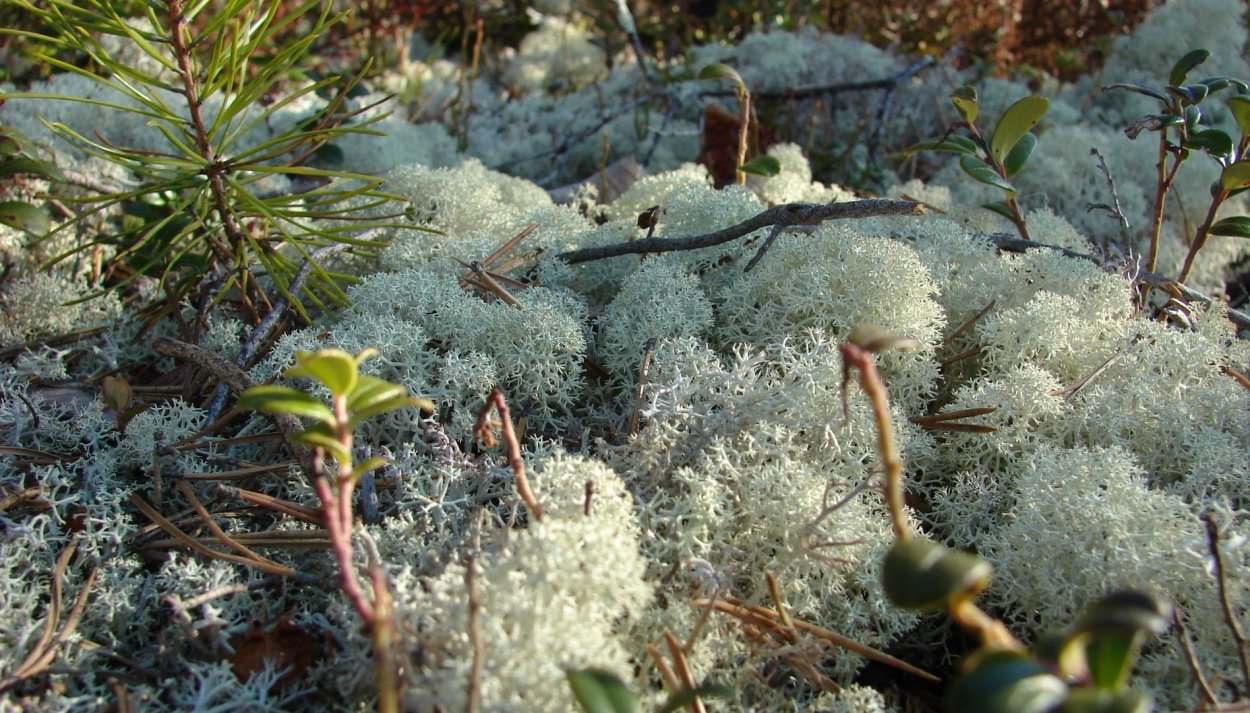 Тундровый мох