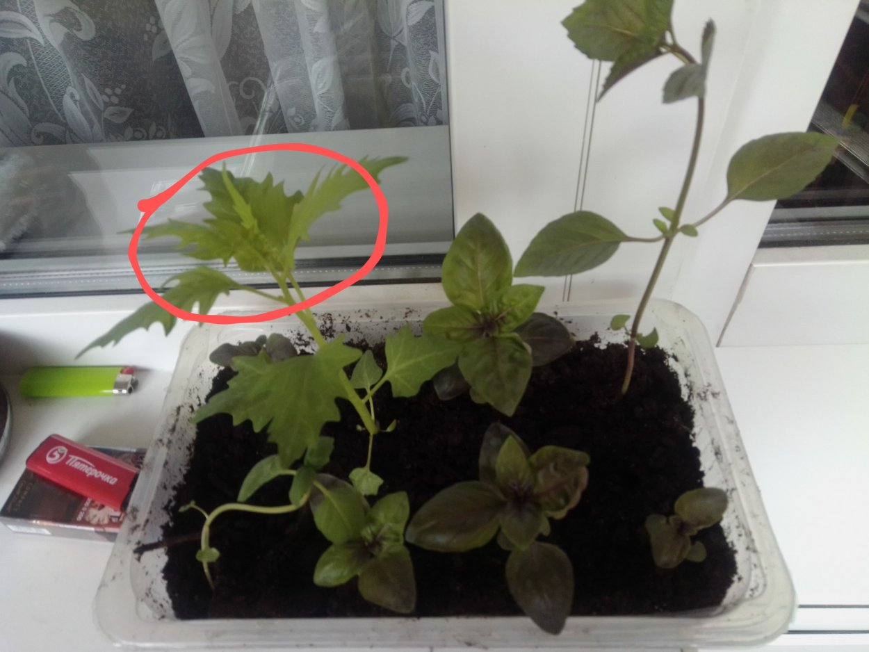 Прополка сорных растений