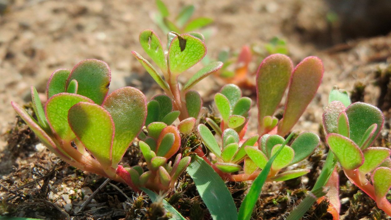 Семизоту портулак