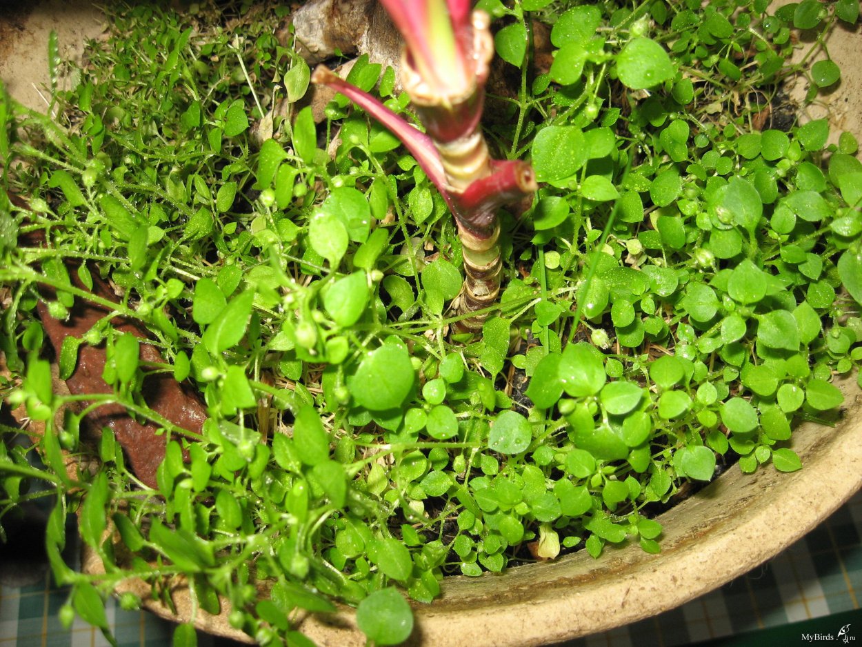 Фацелия ростки