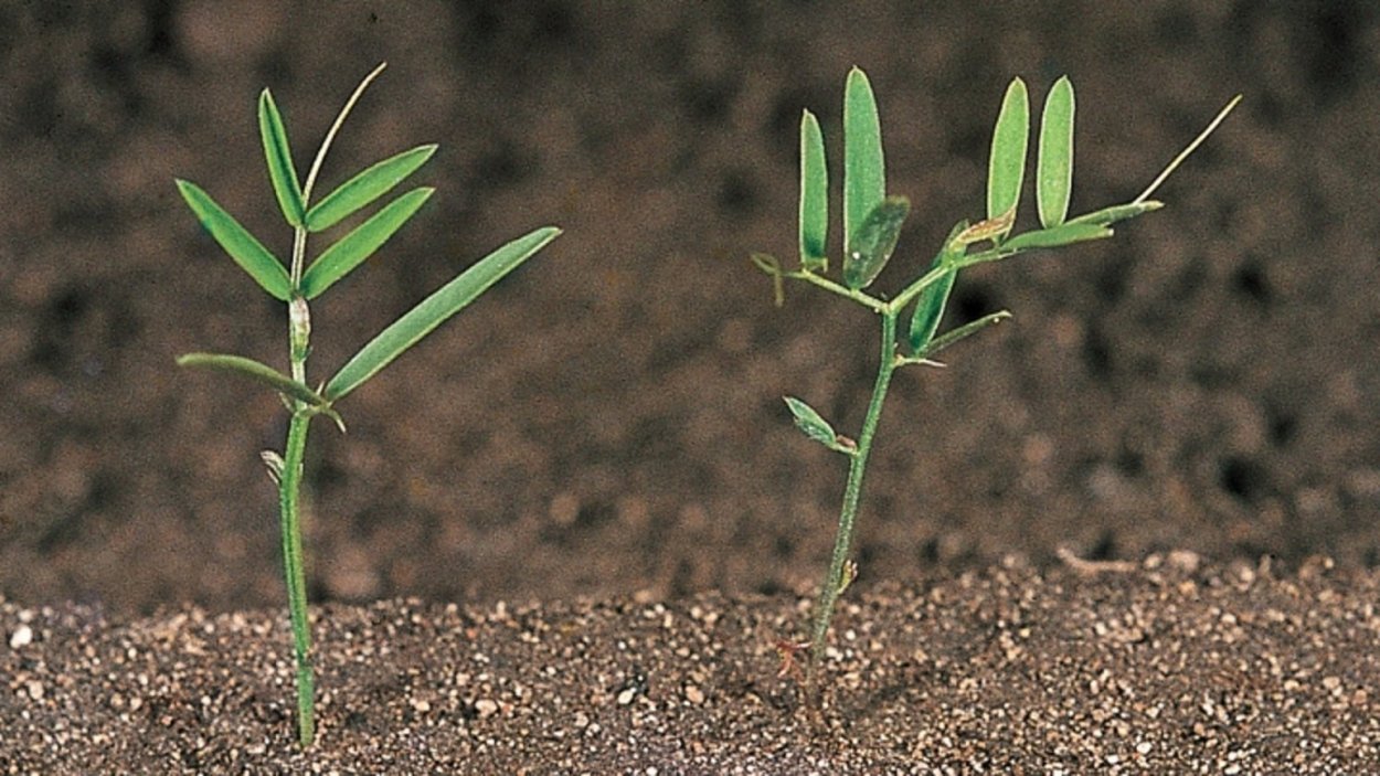 Апупия Ложнодур сорняк