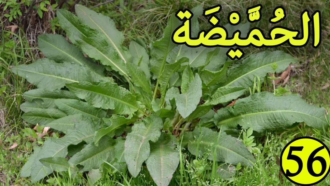 Латук дикий сорняк