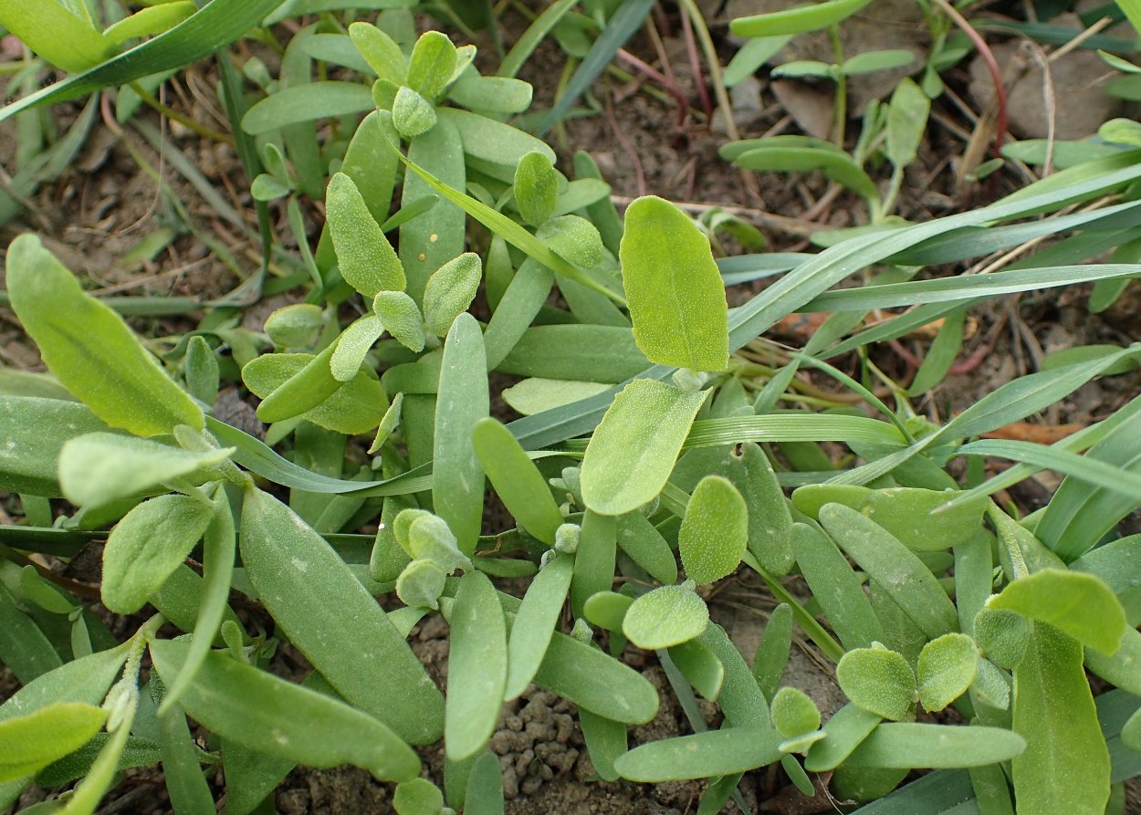 Целебные корни - пырей, одуванчик, лопух!