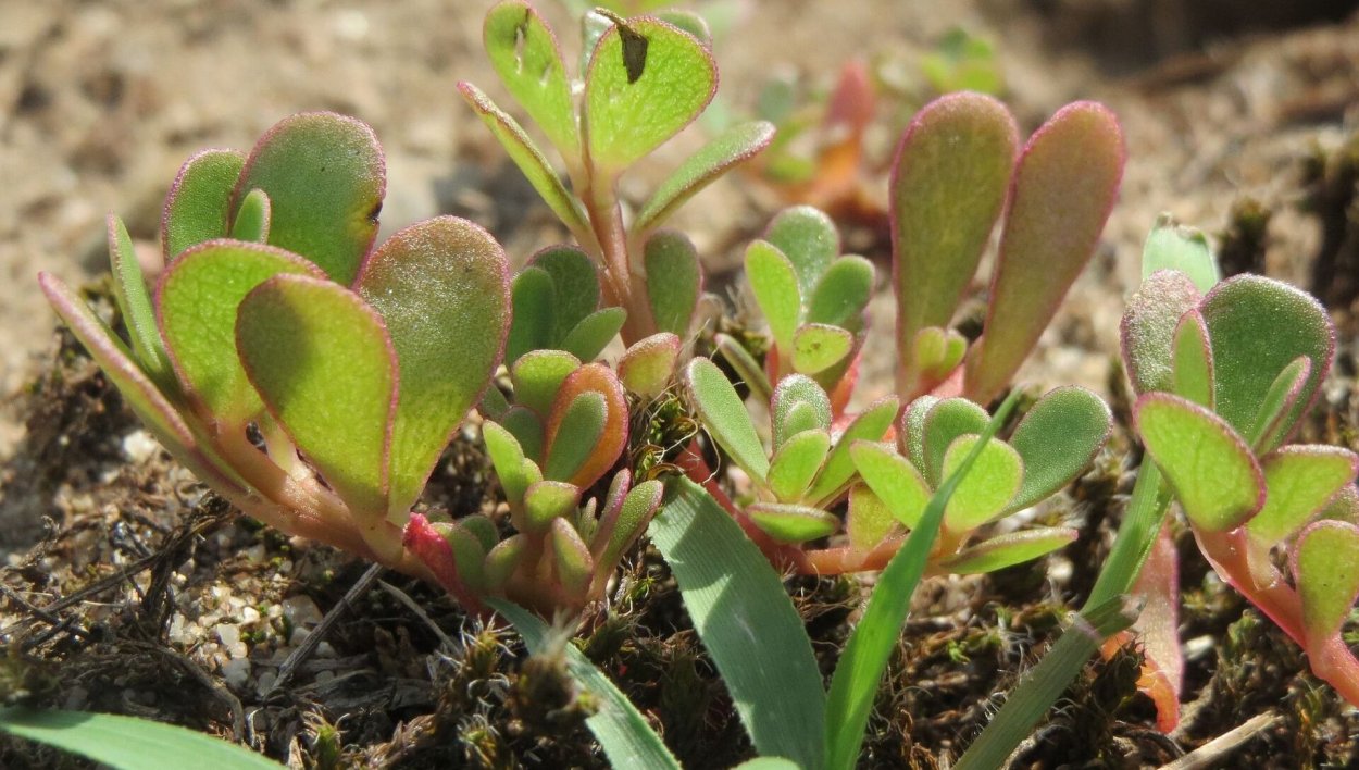 Сорная трава Свинорой