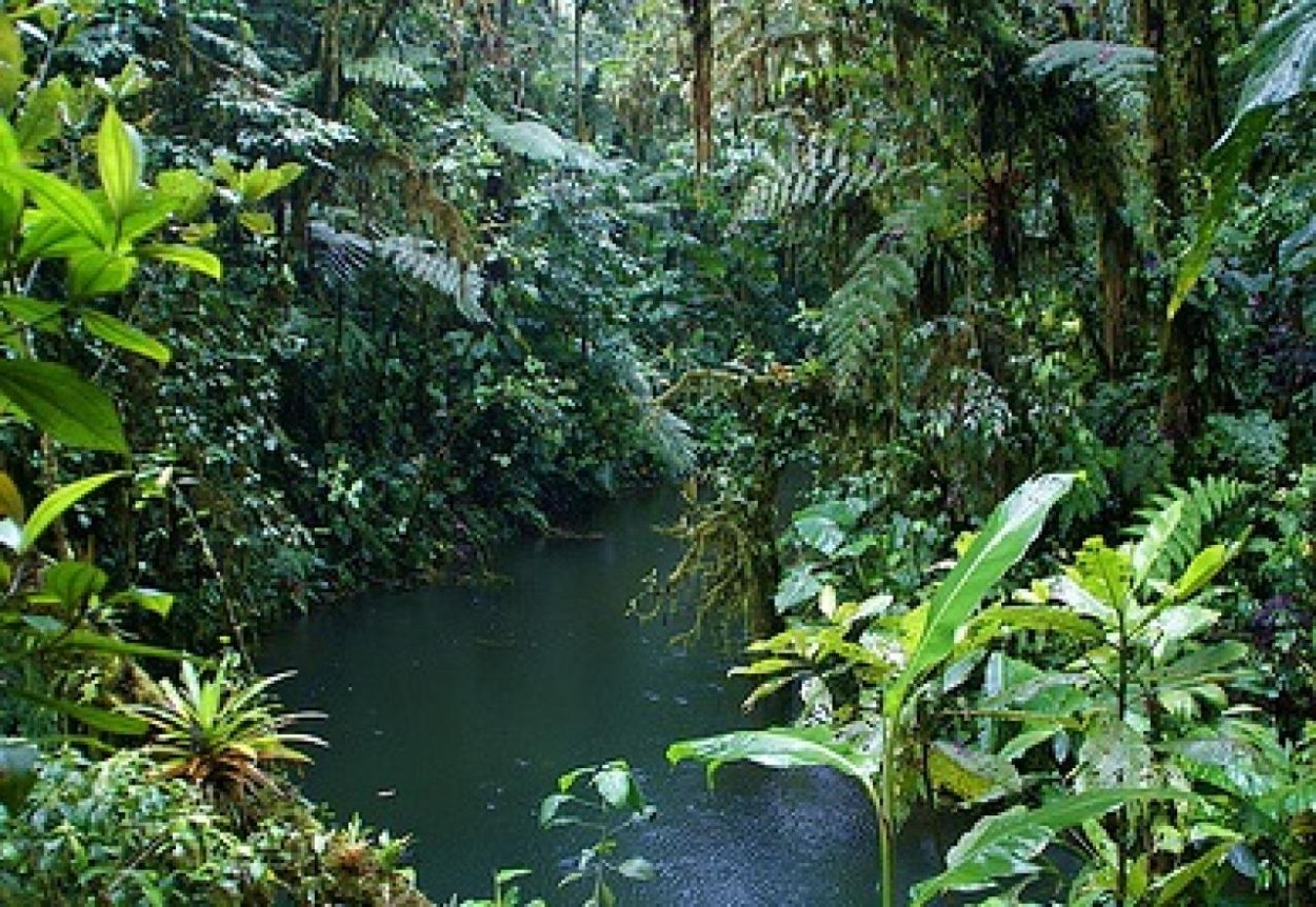 Растения постоянно влажных экваториальных лесов