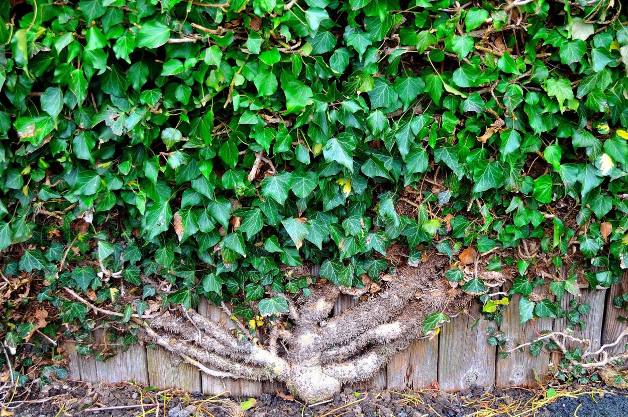 Плющ вечнозеленый (Hedera).