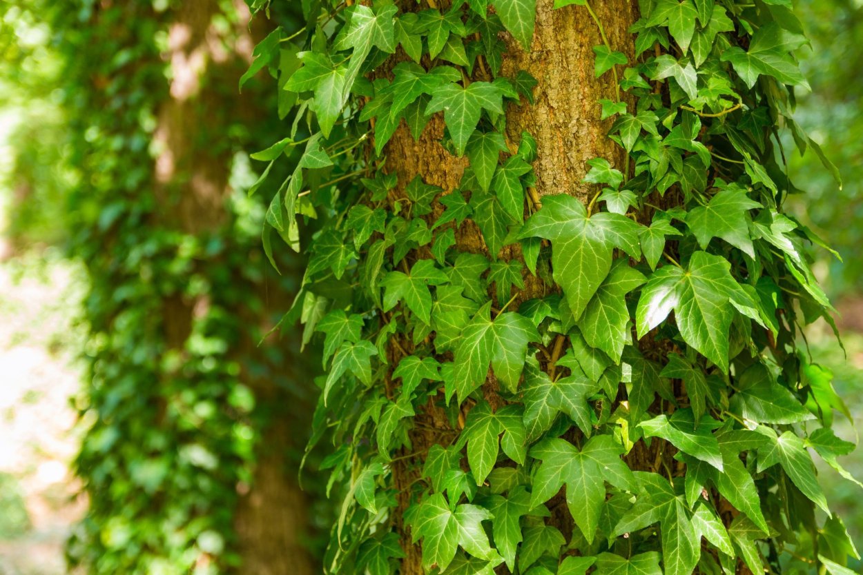 Плющ обыкновенный (Hedera Helix)