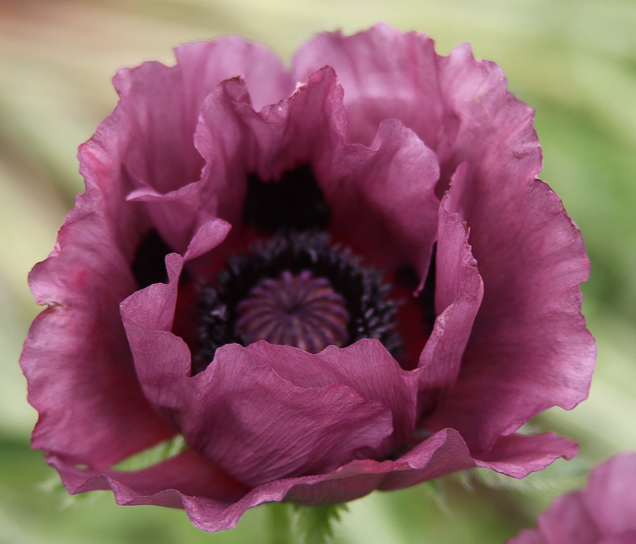 Мак Восточный Распберри куин