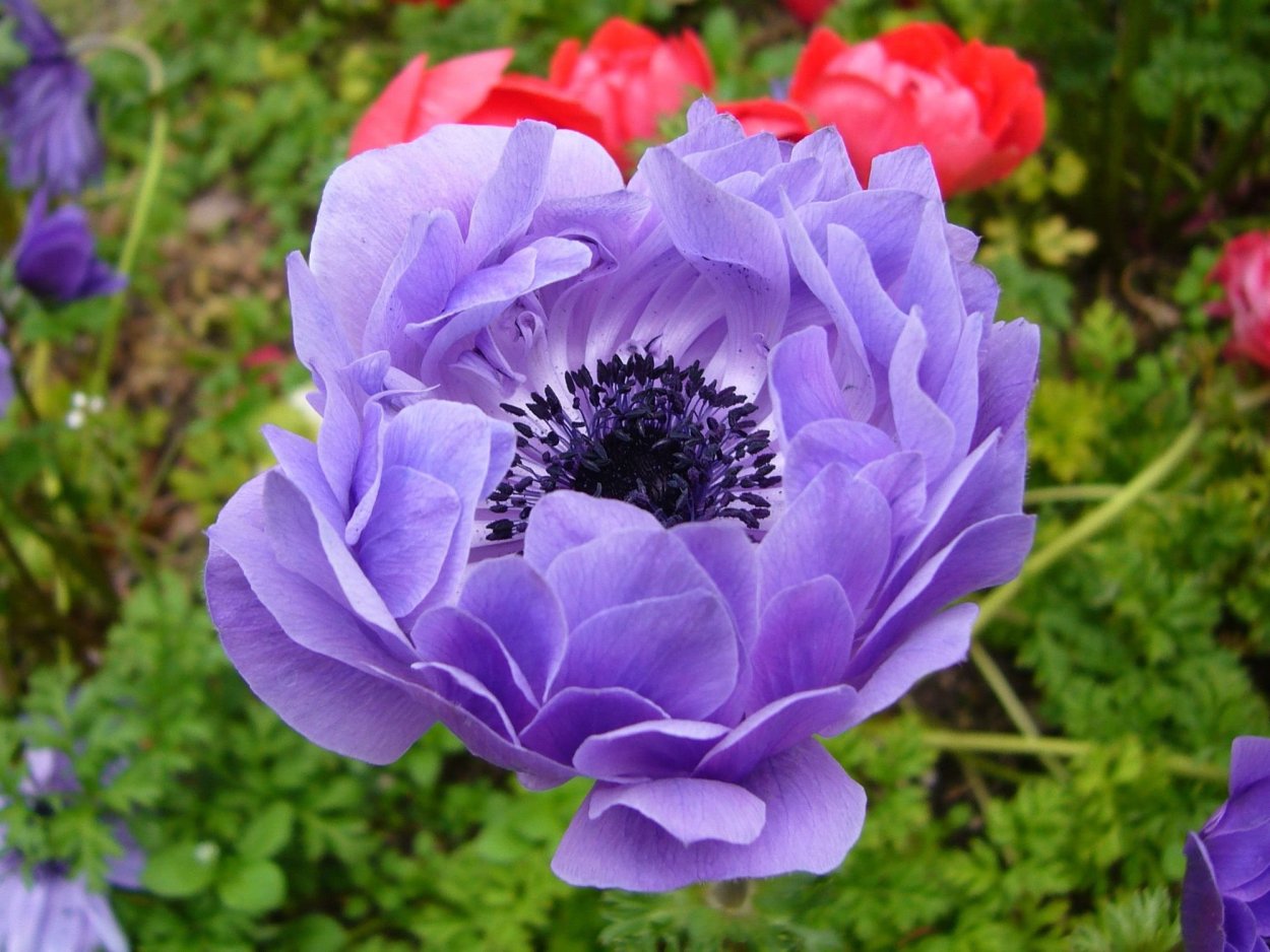 Анемона корончатая